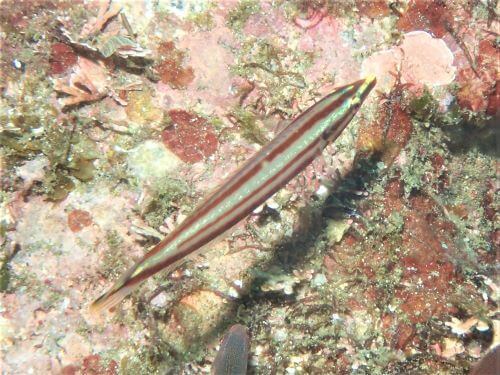 シロタスキベラの幼魚・東伊豆八幡野｜ダイビングショップアリエス