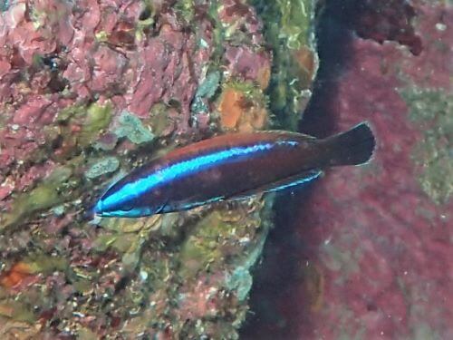 ブダイベラの幼魚・東伊豆八幡野｜ダイビングショップアリエス