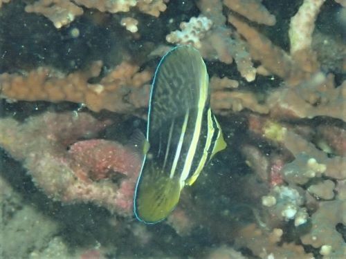 ヒレナガハギの幼魚・西伊豆田子｜ダイビングショップアリエス