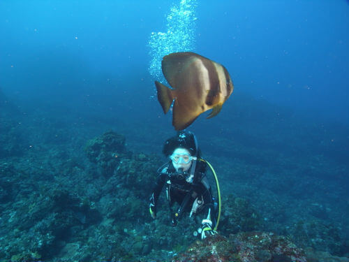 八丈島のツバメウオとダイバー