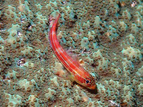 タテジマヘビギンポ＠東伊豆・赤沢｜ダイビングショップアリエス