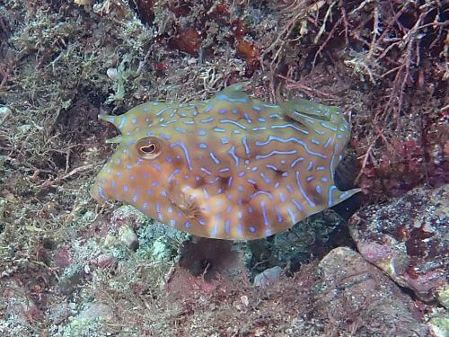 シマウミスズメ＠富戸生物図鑑（東伊豆）｜ダイビングショップアリエス