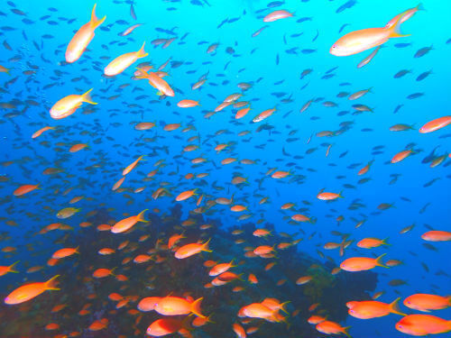 圧倒されるキンギョハナダイの魚影・西伊豆田子｜ダイビングショップアリエス