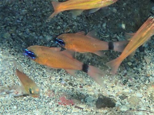 アオスジテンジクダイの幼魚・東伊豆富戸｜ダイビングショップアリエス