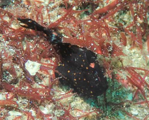 クマドリカエルアンコウ・東伊豆富戸｜ダイビングショップアリエス