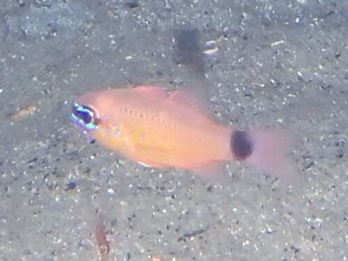 コンゴウテンジクダイ＠西伊豆・雲見｜ダイビングショップアリエス