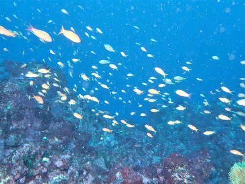 キンギョハナダイ・東伊豆伊豆海洋公園（IOP)｜ダイビングショップアリエス