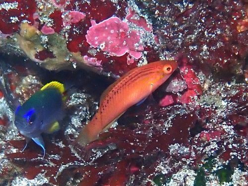 アカササノハベラの若魚＠富戸生物図鑑（東伊豆）｜ダイビングショップアリエス