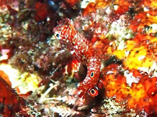 ノドグロベラの幼魚＠八幡野生物図鑑（東伊豆）｜ダイビングショップアリエス