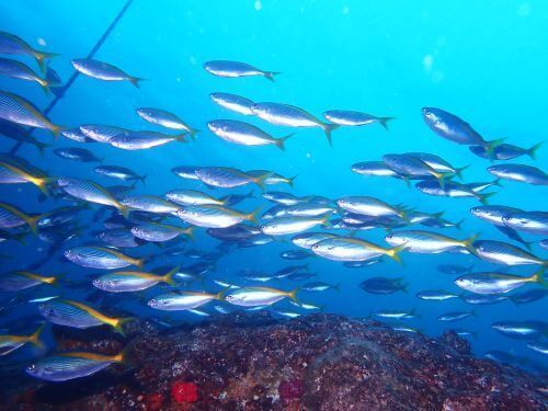 タカベの群れ＠西伊豆・田子｜ダイビングショップアリエス