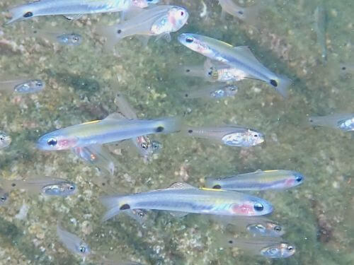 クロユリハゼ＠大瀬崎生物図鑑（西伊豆）｜ダイビングショップアリエス