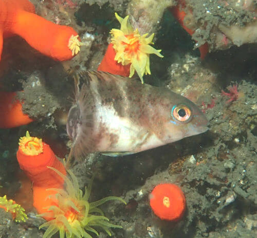 イラの幼魚・西伊豆獅子浜｜ダイビングショップアリエス