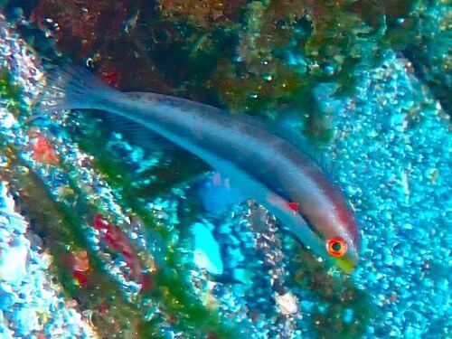 キスジキュウセン＠小田原・江之浦｜ダイビングショップアリエス