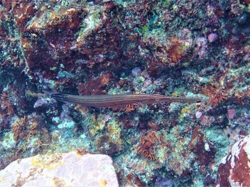 ヘラヤガラ・伊豆海洋公園（IOP)生物図鑑｜ダイビングショップアリエス