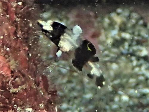 トカラベラの幼魚・東伊豆八幡野｜ダイビングショップアリエス