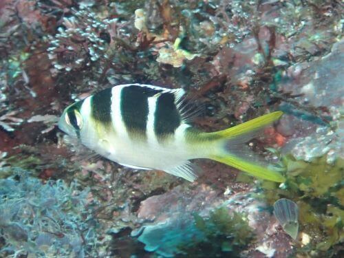 ヨコシマクロダイの幼魚・東伊豆八幡野｜ダイビングショップアリエス