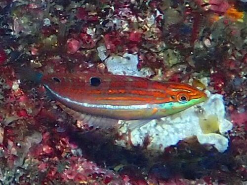 ニシキキュウセンのメス＠田子生物図鑑（西伊豆）｜ダイビングショップアリエス