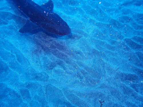 ほぼほぼ砂に埋まっているカスザメ＠千葉県・伊戸｜ダイビングショップアリエス