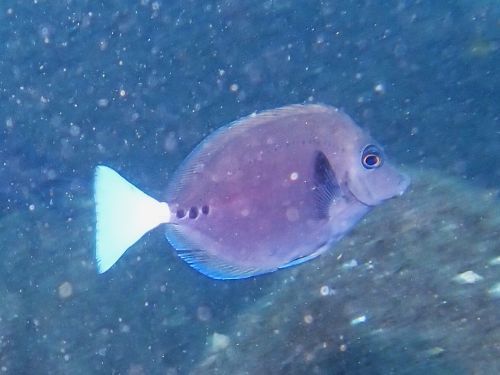 ニザダイの若魚＠大瀬崎生物図鑑（西伊豆）｜ダイビングショップアリエ