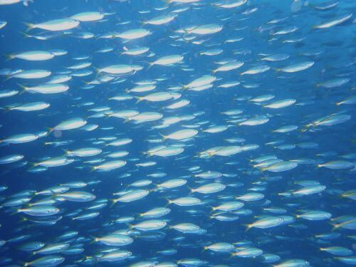 タカベ＠富戸生物図鑑（東伊豆）｜ダイビングショップアリエス