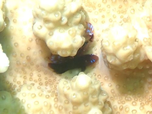 コバンハゼの幼魚＠柏島生物図鑑（高知県）｜ダイビングショップアリエス