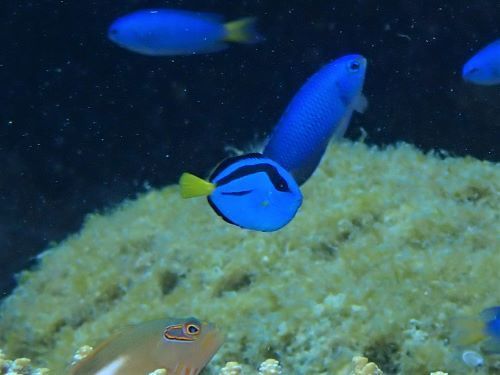 ナンヨウハギの幼魚＠柏島生物図鑑（高知県）｜ダイビングショップアリエス