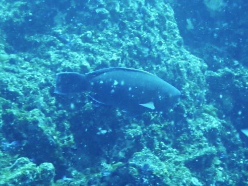 アオブダイの若魚＠東伊豆・伊東｜ダイビングショップアリエス