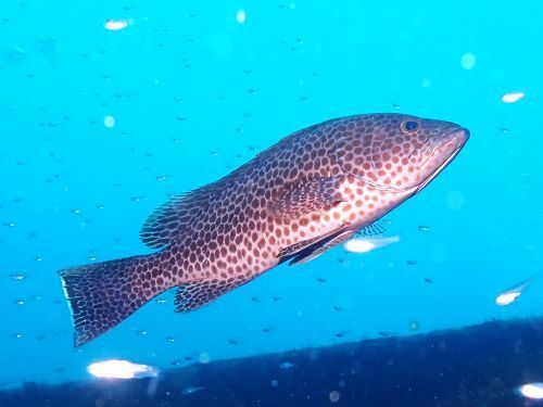 オオモンハタ＠大瀬崎生物図鑑（西伊豆）｜ダイビングショップアリエス