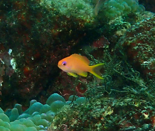 キンギョハナダイ・東伊豆富戸｜ダイビングショップアリエス