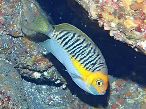 トサヤッコのオス＠東伊豆・赤沢｜ダイビングショップアリエス