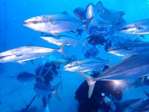この日はブリが凄かった＠千葉県・伊戸｜ダイビングショップアリエス