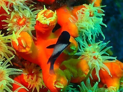 フタスジリュウキュウスズメダイの幼魚＠大瀬崎生物図鑑（西伊豆）｜ダイビングショップアリエス