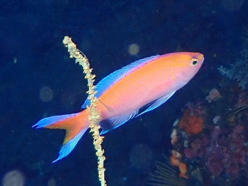 コウリンハナダイのオス＠赤沢生物図鑑（東伊豆）｜ダイビングショップアリエス