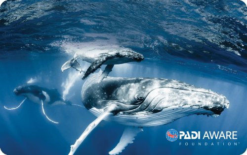 2022年パディAWAREカードはザトウクジラ｜ダイビングショップアリエス