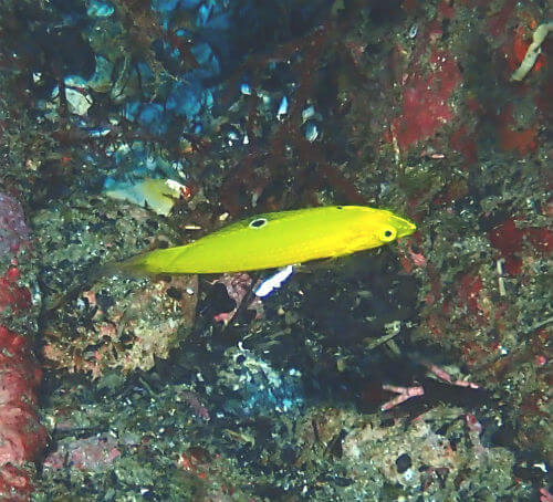 コガネキュウセンの幼魚・東伊豆北川｜ダイビングショップアリエス