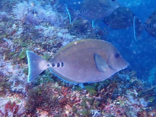 ニザダイ＠江之浦生物図鑑（小田原）｜ダイビングショップアリエス