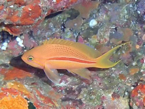 スジハナダイ＠西伊豆・田子｜ダイビングショップアリエス